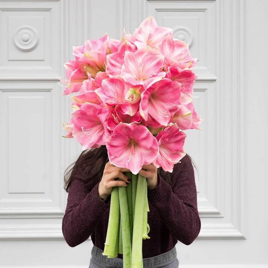 розовые амариллисы