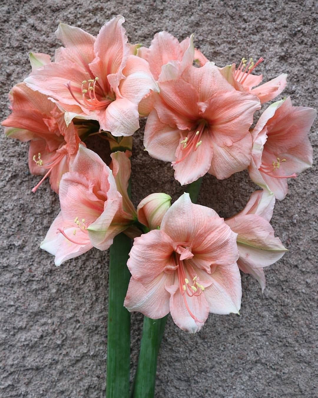 амариллис
